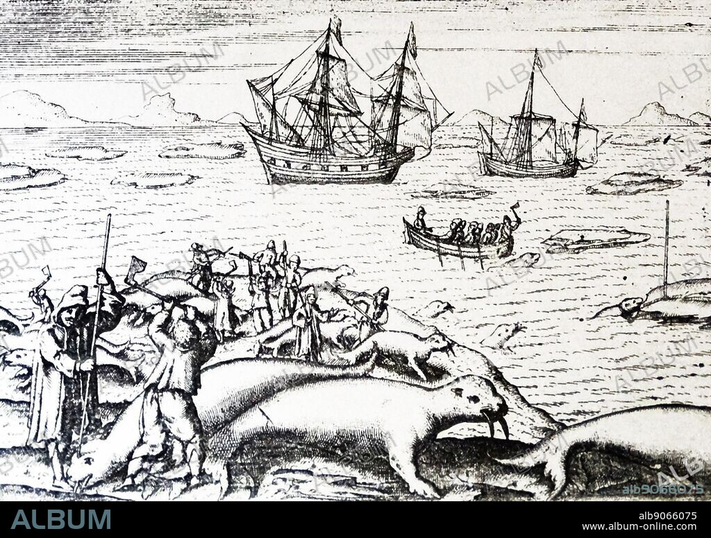 van barentz's voyages by Gerrit de veer 1598 the walrus hunt. Willem Barentsz (William Barents or Barentz) (c. 1550 20 June 1597) Dutch navigator, cartographer, and Arctic explorer. He went on three expeditions to the far north in search for a Northeast passage. During his third expedition, the crew was stranded on Nova Zembla for almost a year. Barentsz died on the return voyage in 1597. In the 19th century, the Barents Sea was named after him.