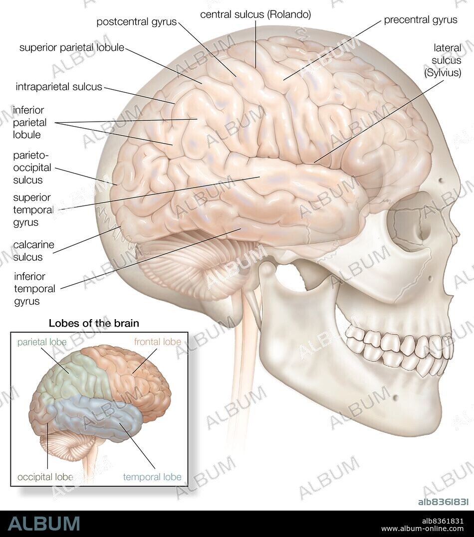 The right hemisphere of the human brain, shown in situ within the skull. The inset highlights the four lobes of the brain.
