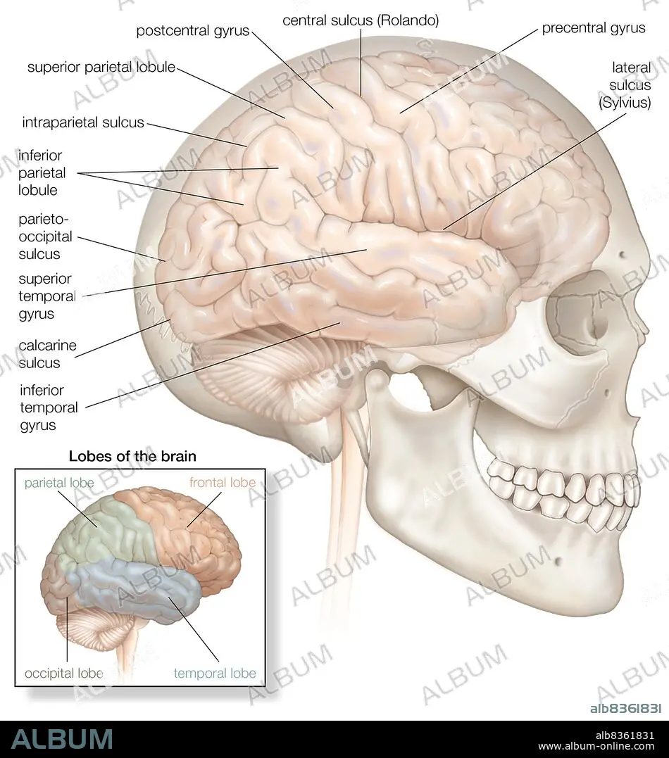 Ius Cerebri / Sinistro Cerebrum (2024) - DEGwiki