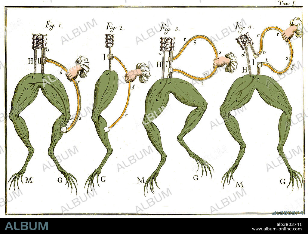 Luigi Galvani (1737-1798), an Italian physician and physicist, began his researches into electrophysiology in the late 1770s. He noticed that the muscles of a frog twitched and contracted when two different metals, shaped into arcs, were placed on the frog's spinal cord and leg. He used similar arcs in his famous frog experiments of 1786 where he claimed that the contraction of the muscle was due to animal electricity. Later disproved, this idea stated that the electrical current was produced by living tissues in the body.