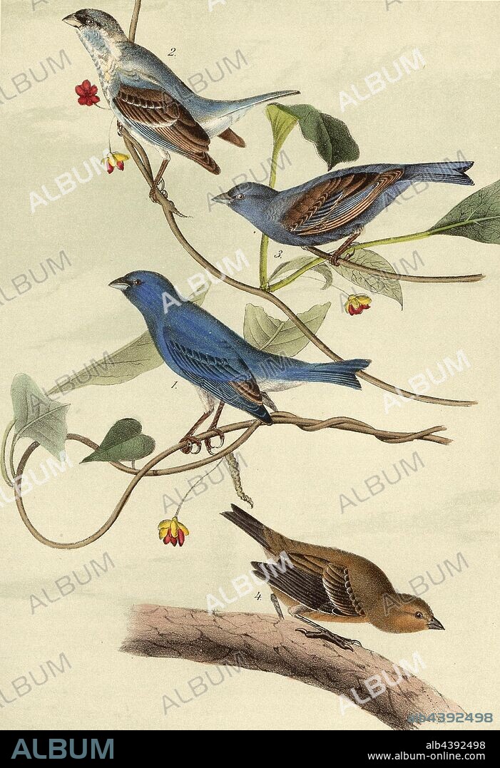 Indigo Bunting - Wild Sarsaparilla, Indigo Fink (Passerina cyanea, Spiza cyanea), Sarsaparilla, Signed: J.J. Audubon, J.T. Bowen, lithograph, Pl. 170 (vol. 1), Audubon, John James (drawn); Bowen, J. T. (lith.), 1856, John James Audubon: The birds of America: from drawings made in the United States and their territories. New York: Audubon, 1856.