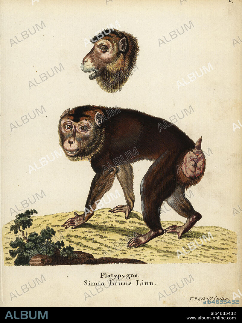 Southern pig-tailed macaque, Macaca nemestrina. Vulnerable. Macaca platypygos. Simia inuus Linn. Handcoloured copperplate engraving by Valentin Bischoff from Johann Christian Daniel Schreber's Animal Illustrations after Nature, or Schreber's Fantastic Animals, Erlangen, Germany, 1775.