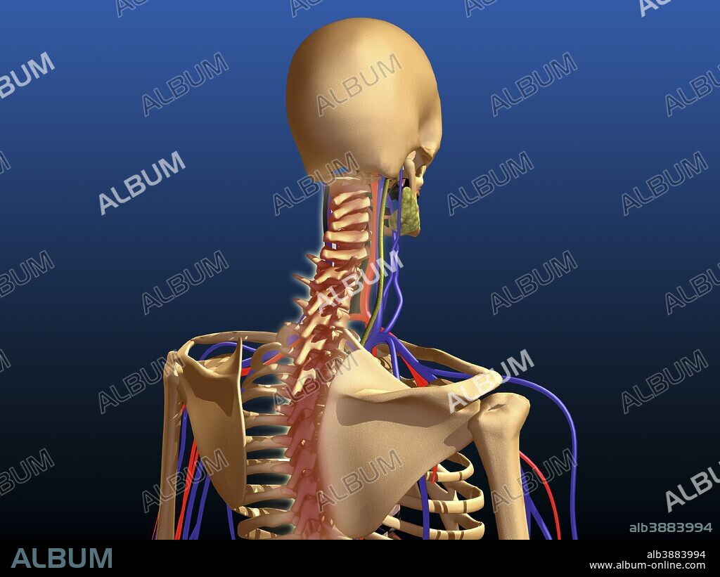 Rear view of human spine and scapula.
