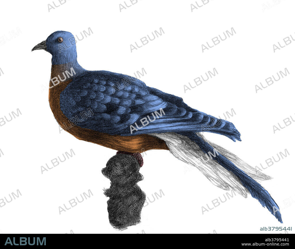 Illustration of the extinct Passenger Pigeon, Ectopistes migratorius, once the most abundant bird in North America. By the early 20th century it was extinct due to European encroachment on their territory and overhunting for use as cheap food for slaves.
