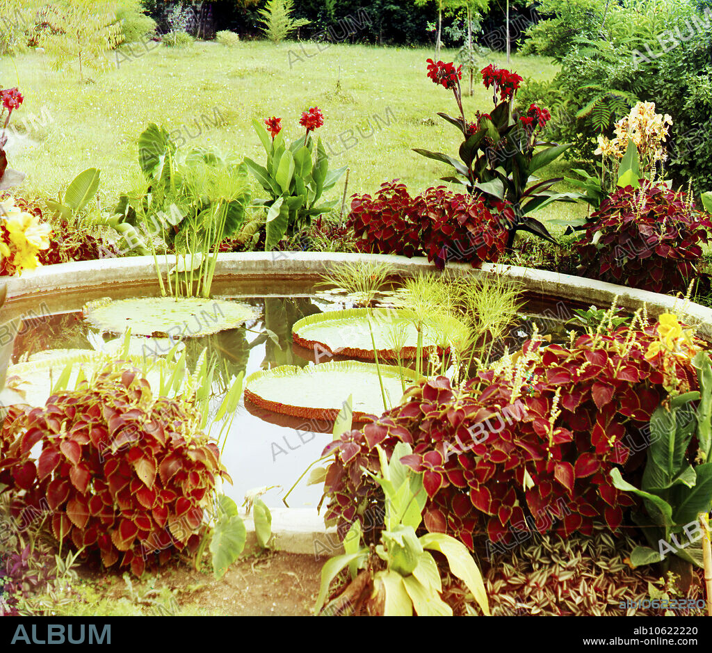 SERGEY MIKHAYLOVICH PROKUDIN-GORSKY. Victoria regia; botanical garden in Sukhumi, [in Abkhazia/Georgia], c1915. Victoria amazonica (Victoria regia Lindl.) is the second largest in the water lily family Nymphaeaceae. Its native region is tropical South America. These examples were planted in June 1912, and were the first successfully grown outdoors in Europe. Russian chemist and photographer Sergey Prokudin-Gorsky (1863-1944) was a pioneer in colour photography which he used to document early 20th-century Russia and her empire, including the vanishing way of life of tribal peoples along the Silk Route in Central Asia. In a railway-carriage darkroom provided by Czar Nicholas II, Prokudin-Gorsky used the three-colour photography process to record traditional costumes and occupations, churches and mosques - many now Unesco World Heritage sites - as well as modernisation in agriculture, industry and transport.