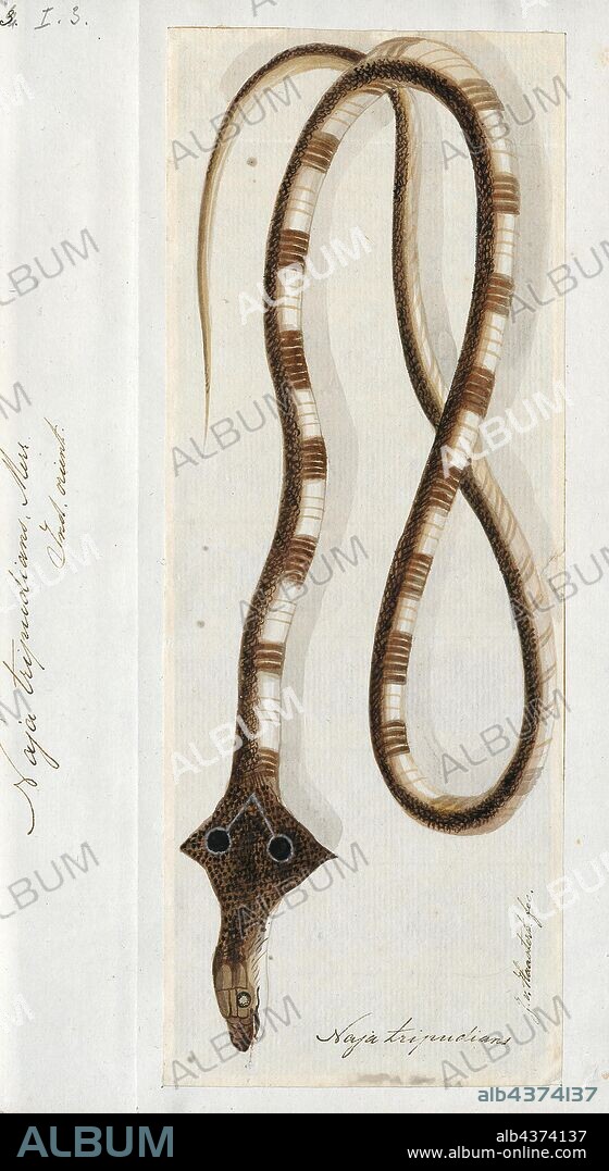 Naja tripudians, Print, Naja is a genus of venomous elapid snakes known as cobras. Several other genera include species commonly called cobras (for example the ring-necked spitting cobra and the king cobra), but members of the genus Naja are the most widespread and the most widely recognized as "true" cobras. Various species occur in regions throughout Africa, Southwest Asia, South Asia, and Southeast Asia., 1753-1834.