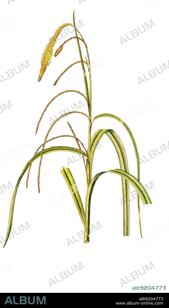 Hänge-Segge, Carex pendula, auch Hängende Segge, Große Segge oder Riesen-Segge / Carex pendula, pendulous sedge, also known as hanging, drooping or weeping sedge, historical, digital improved reproduction of an original from the 19th century / digital restaurierte Reproduktion einer Originalvorlage aus dem 19. Jahrhundert, genaues Originaldatum nicht bekannt.