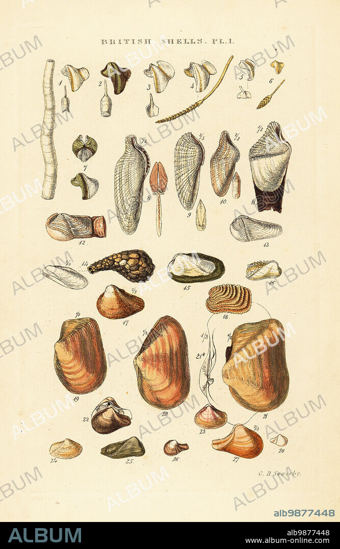 Ship worms, Teredo vulgaris, piddocks, Pholas dactylus, Xylophaga, and other borers and gapers. Handcoloured copperplate engraving by George Brettingham Sowerby from his own Illustrated Index of British Shells, Sowerby and Simpkin, Marshall & Co., London, 1859. George Brettingham Sowerby II (1812-1884), British naturalist, illustrator, and conchologist. .