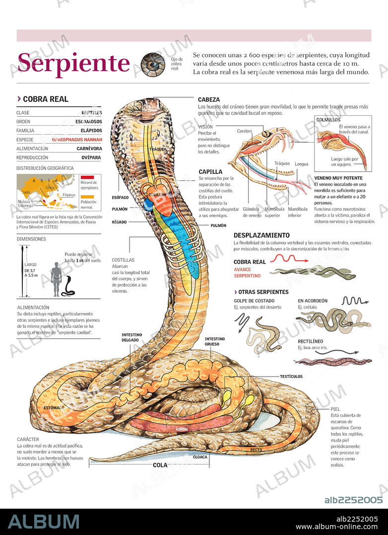SNAKE. Infographics of distribution, anatomy, and  venom of the king cobra and the movement of various snake types.