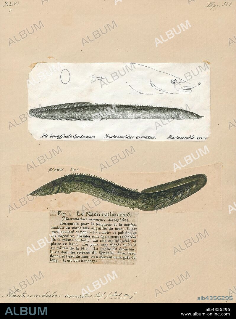 Mastacembelus armatus, Print, The tire track eel (Mastacembelus armatus) is a species of ray-finned, spiny eels belonging to the genus Mastacembelus (Scopoli, 1777) of the family Mastacembelidae, and is native to the riverine fauna of India, Pakistan, Sri Lanka, Thailand, Viet Nam, Indonesia and other parts of South East Asia. The species was named Mastacembelus armatus by Lacepède in 1800. Other common names for this popular aquarium species are zigzag eel, spiny eel, leopard spiny eel and white-spotted spiny eel. This species is not only a popular aquarium fish but also as a food fish in its country of origin., 1700-1880.