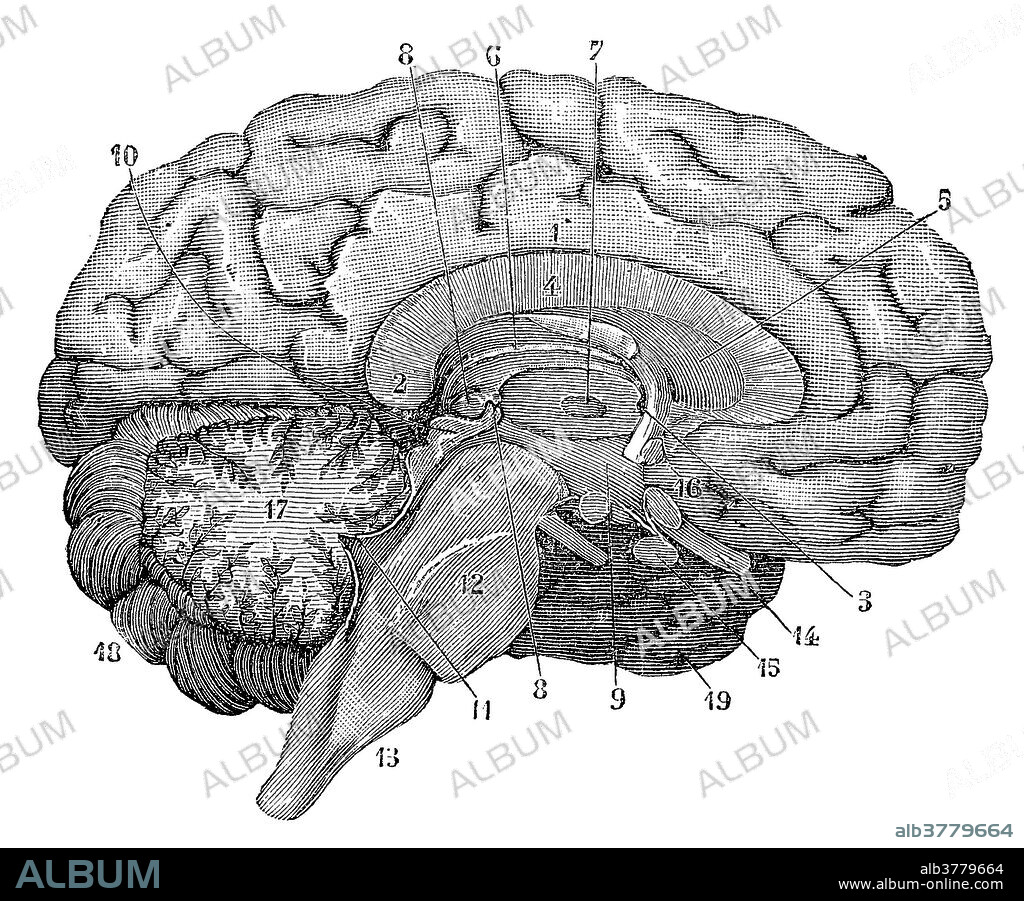 Illustration of a cross-section of the brain showing parts such as the cerebrum, cerebellum, corpus callosum, medulla oblongata, temporal lobe, hypothalamus, frontal lobe, limbic system, corpus callosum, parietal lobe, thalamus, occipital lobe, midbrain, and pons. This is an historical illustration from the 1890's.