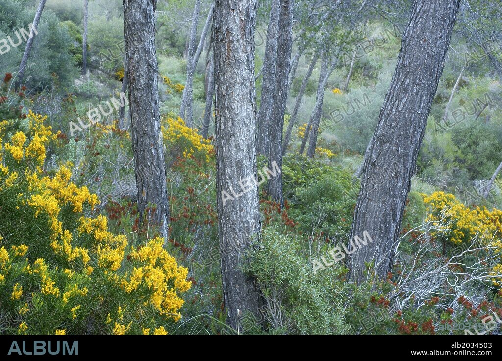 Genista lucida,Pinar del Puig de Cura.Migjorn.Mallorca.Islas Baleares. España.