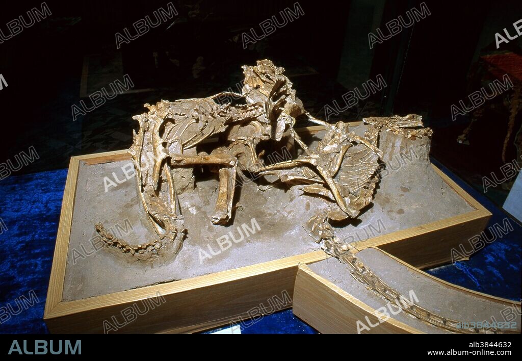 Reconstructed fossils of Protoceratops and Velociraptor engaged in combat. These were found at Bayan Zag (the Flaming Cliffs) in the Gobi Desert, and are on display in Ulan Bator, Mongolia. The dinosaurs most likely died when a landslide suddenly covered them while they were fighting. Cretaceous period.