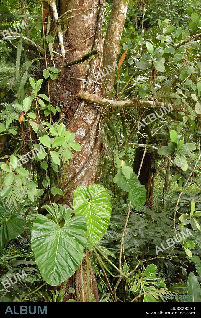 Philodendron sp. vines growing among many other plants on a tree in lowland primary tropical rainforest near Chilamata, Costa Rica. Philodendron is a familiar neotropical genus of plants that are made poisonous by calcium oxalate crystals in the leaves and stems.