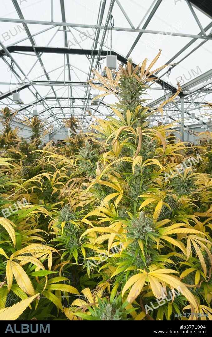 Marijuana plants in commercial grow ready for harvest. Pueblo, CO.