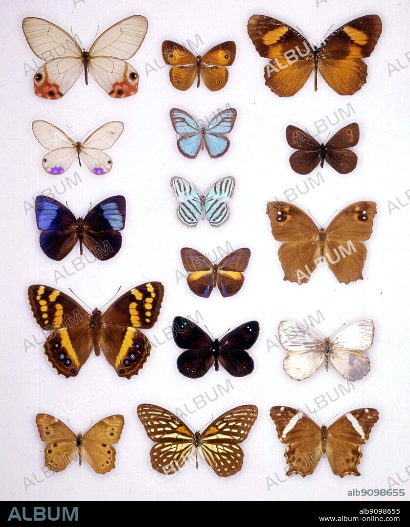 Butterflies/moths - (top left to bottom) Haetera macleannania, Cithaerias esmeralda, Mandarina regalis, Meneris tulbaghia, Enodia portlandia - (middle top to bottom) Mycalesis terminus, Cepheuptychia cephus, Cepheuptychia cephus (underside of wings), Magneuptychia tricolor, Tarsocera southeyae, Orinoma damaris - (top right to bottom) Elimniopsis lise, Erebia rossi, Melanitis leda, Argyrophorus argenteus, Lethe europa.