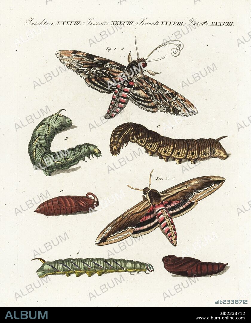 Convolvulus hawk-moth, Agrius convolvuli, and privet hawk-moth, Sphinx lugustri, with moth, larva and pupa. Handcoloured copperplate engraving from Bertuch's "Bilderbuch fur Kinder" (Picture Book for Children), Weimar, 1805. Friedrich Johann Bertuch (1747-1822) was a German publisher and man of arts most famous for his 12-volume encyclopedia for children illustrated with 1,200 engraved plates on natural history, science, costume, mythology, etc., published from 1790-1830.
