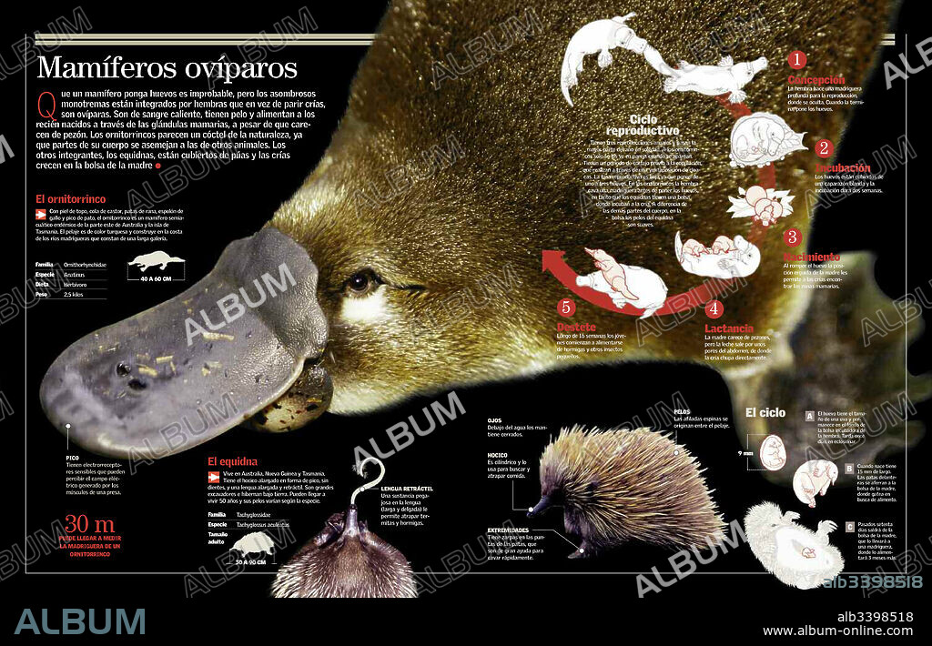 Mamíferos ovíparos. Infografía sobre los monotremas, mamíferos ovíparos, y su reproducción.