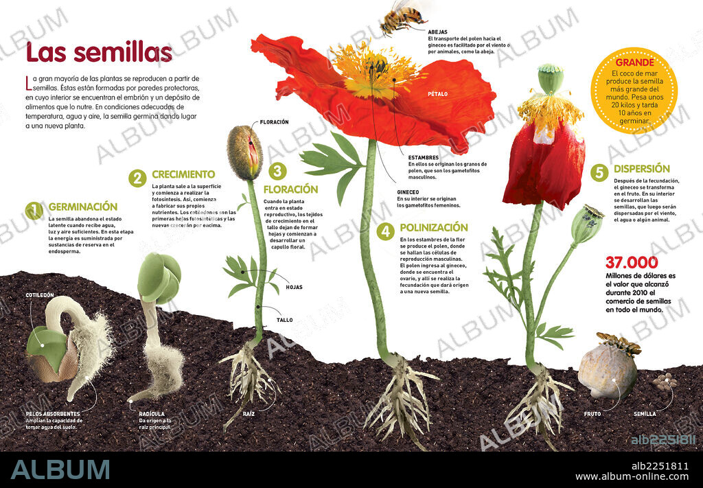 Las semillas. Infografía acerca del proceso de transformación de semilla a planta.