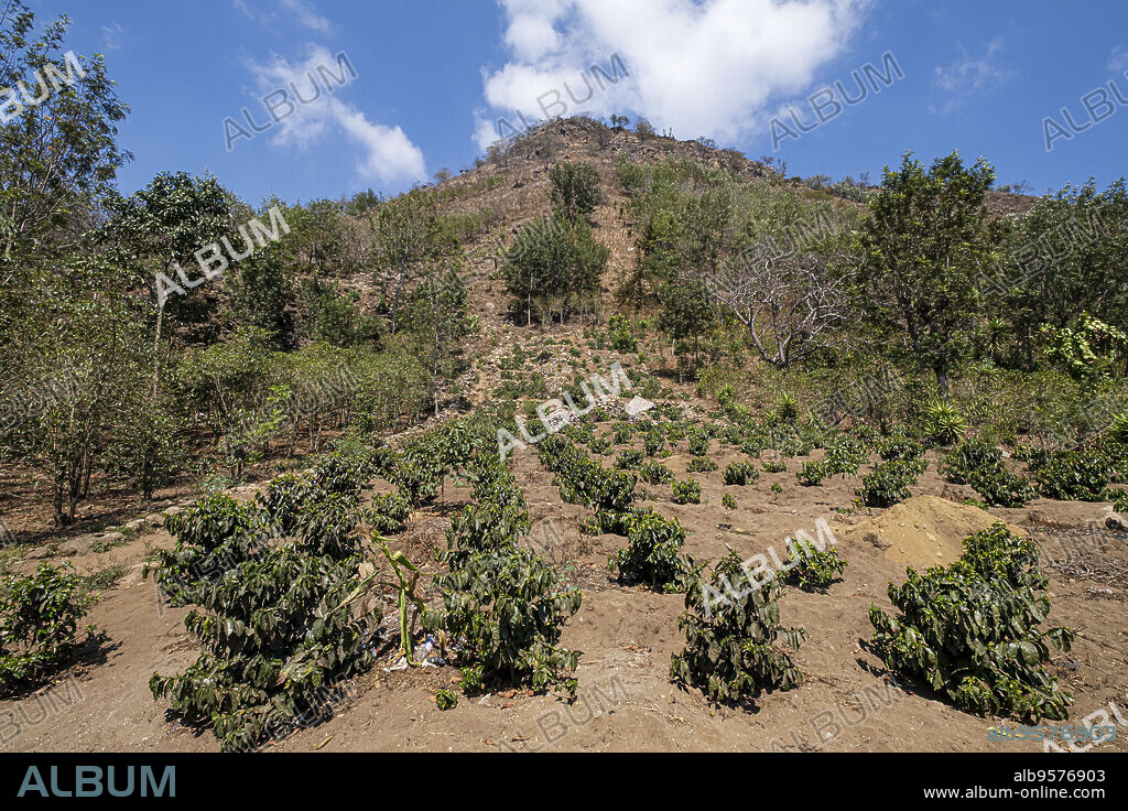 plantacion de cafe, Cerro de Oro, San Lucas Tolimán, lago de Atitlán, Sololá Guatemala, America Central.