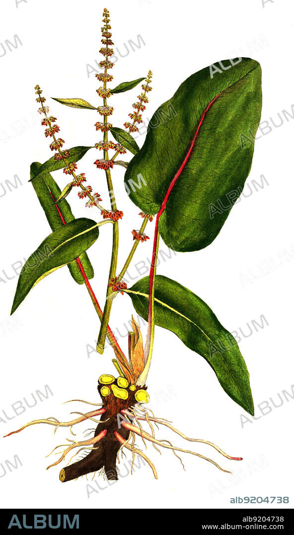 Stumpfblättriger Ampfer, Rumex obtusifolius / Rumex obtusifolius, commonly known as bitter dock, broad-leaved dock, bluntleaf dock, dock leaf or butter dock, historical, digital improved reproduction of an original from the 19th century / digital restaurierte Reproduktion einer Originalvorlage aus dem 19. Jahrhundert, genaues Originaldatum nicht bekannt.