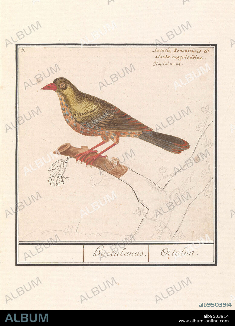 Ortolaan. Numbered top left: 3. Top right a three-line inscription in Latin. Part of the second album with drawings of birds. Fourth of twelve albums with drawings of animals, birds and plants known around 1600, commissioned by emperor Rudolf II. With notes in Dutch, Latin and French, Ortolan (Emberiza hortulana) Hortulanus, Ortolan., draughtsman: Anselmus Boëtius de Boodt, draughtsman: Elias Verhulst, draughtsman: Praag, draughtsman: Delft, 1596 - 1610, paper, brush, pen, h 183 mm × w 183 mm.