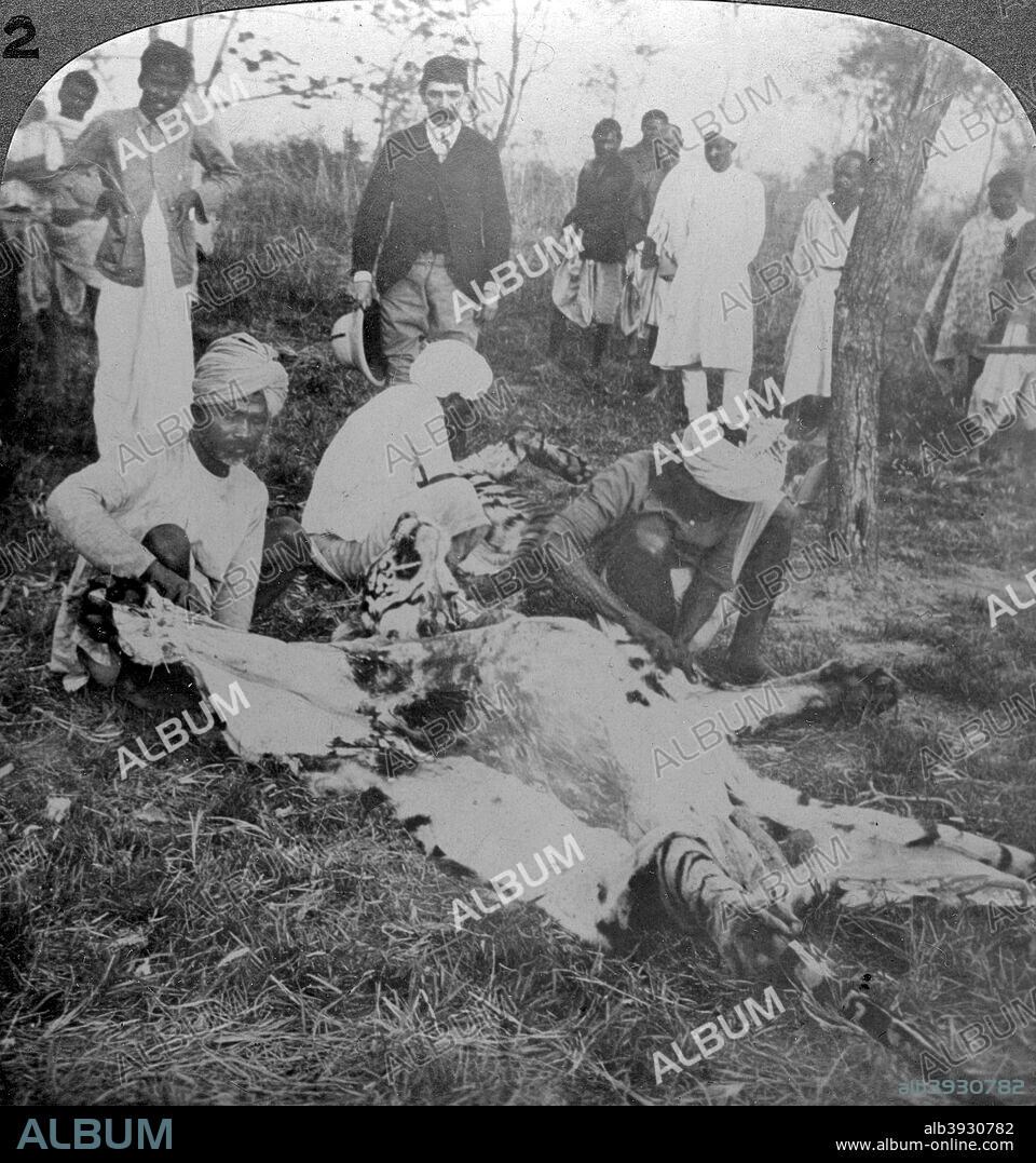 Skinning a dead tiger, shoot of the Maharajah of Cooch Behar, India, c1900s(?). Stereoscopic card.