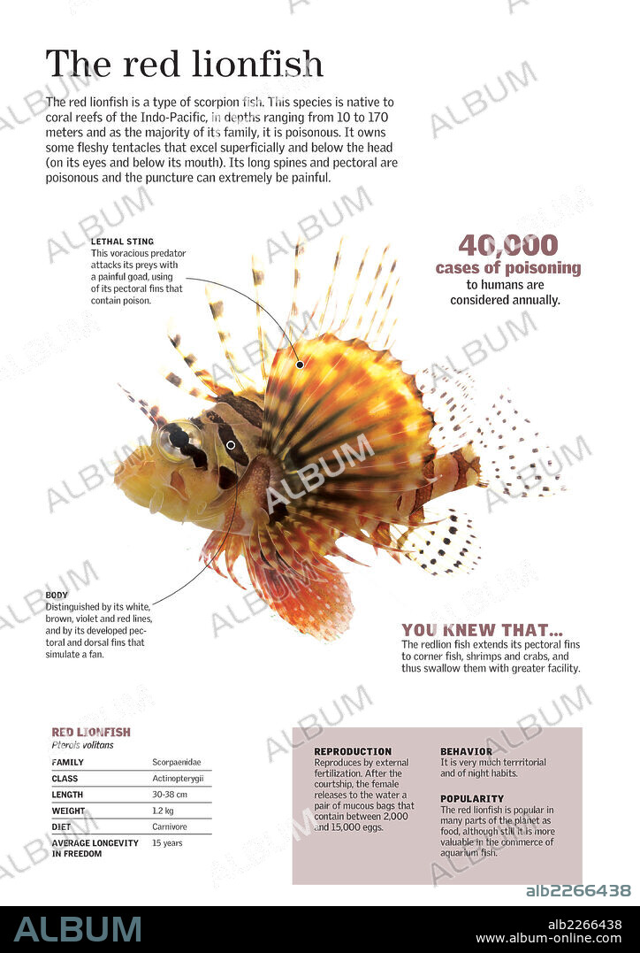 El pez león colorado. Infografía sobre el pez león colorado (Pterois volitans), su morfología y características principales de reproducción y comportamiento.