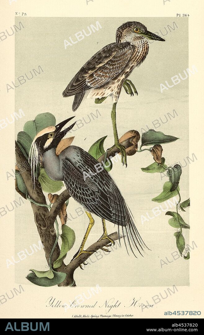 Yellow Crowned Night Heron, Crab-heron (Nyctanassa violacea, Nycticorax violaceus, Ardea violacea), Signed: J.J. Audubon, J.T. Bowen, lithograph, Pl. 364 (Vol. 6), Audubon, John James (drawn); Bowen, J. T. (lith.), 1856, John James Audubon: The birds of America: from drawings made in the United States and their territories. New York: Audubon, 1856.