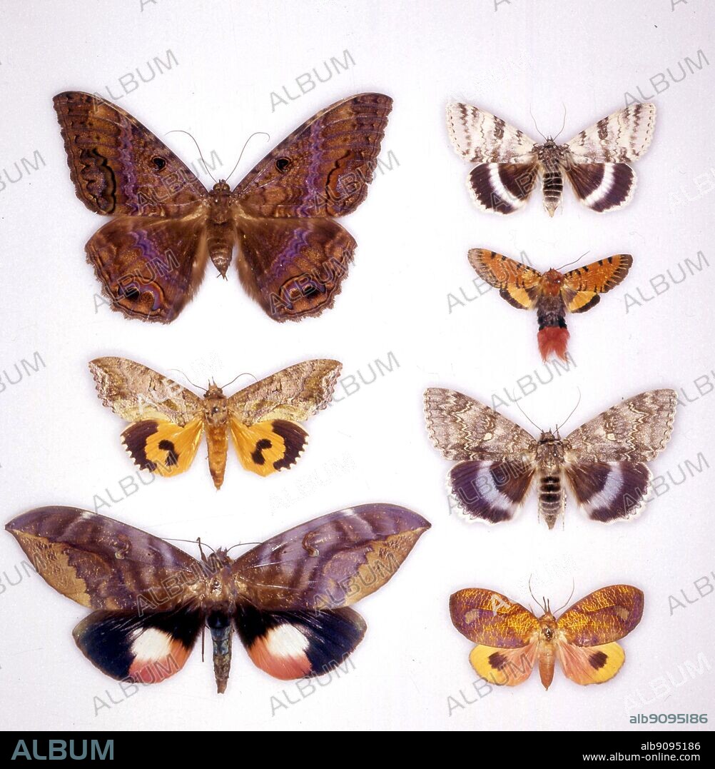 Butterflies/moths - (left top to bottom) Ascalapha odorata, Othreis fullonia, Phyllodes floralis - (right top to bottom) Catocala relicta, Miniophyllodes aurora, Catocala fraxini, Epicausis smithi.