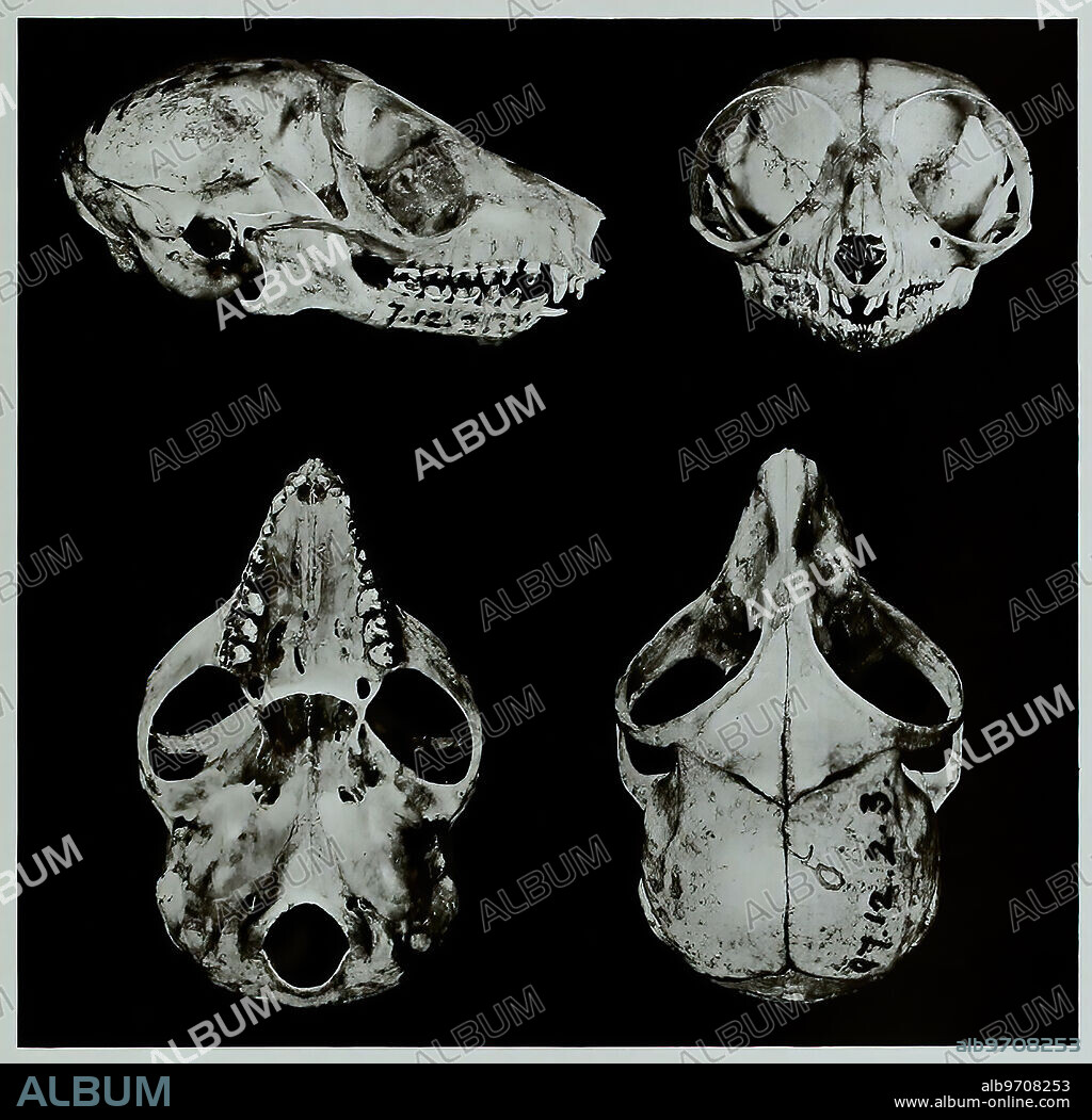 Skull bones, research, evolution, research piece, gray mouse lemur, Microcebus murinus, primate species from the genus mouse lemur within the group of lemurs, historical, digitally restored reproduction of an original artwork from the 19th century, exact original date not known.