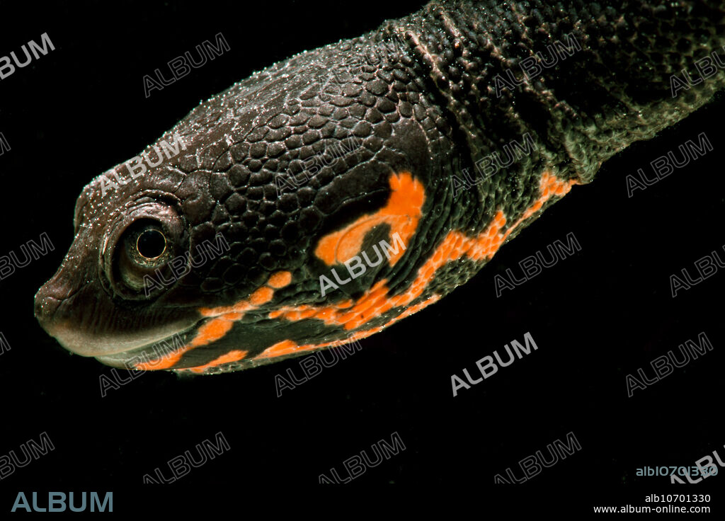 Hatchling Timor Island Snake Neck Turtle (Chelodina timorensis