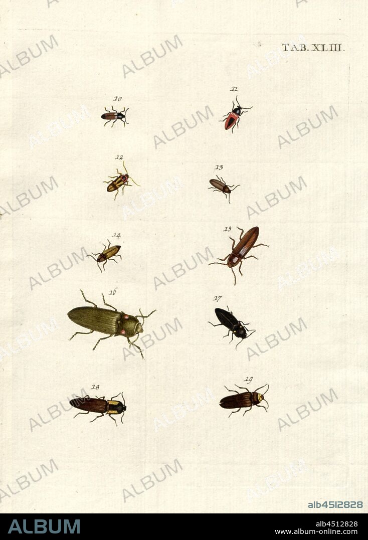 Elateres. Springkäfer 2, 10. Elater Melanurus Exilis, 11th Elater Occidentalis Parvus Ruber, 12th Elater Minor Fusco Maculatus Occidentalis, 13th Elater Minor Cinerus, 14th Elater Melanurus Latior, 15th Elater Maior Rufus, 16th Phosphorus Maior, 17th Phosphorus, Minor, 18. Phosphorus Fuscus, 19. Elater Lucifer, Tab. XLIII, after p. 134, Voet, Johannes Eusebius (del.); Bischoff, Valentin (exc.), 1785, Johannes Eusebius Voet; Georg Wolfgang Franz Panzer: Johann Euseb Voets Beschreibungen und Abbildungen hartschaaligter Insecten: Coleoptera Linn. Nürnberg: in der Valentin Bischoffischen Kunst- und Buchhandlung, 1785-1798.