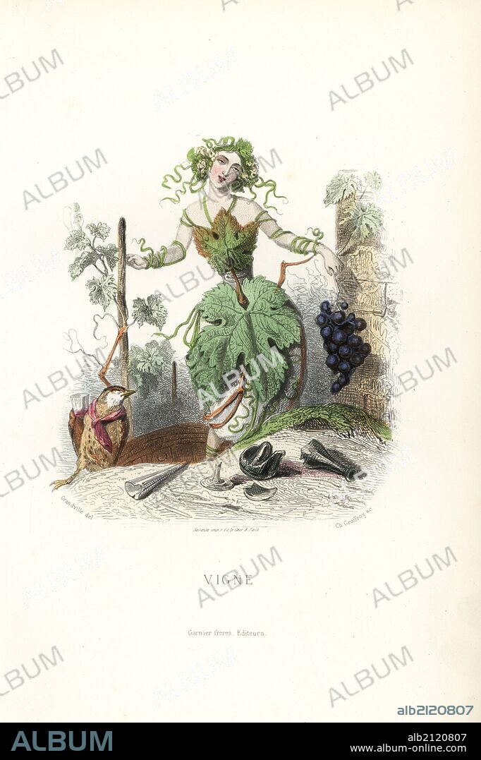 Tipsy grapevine flower fairy, Vitis vinifera, with dress of leaves and headdress of tentdrils, holding a bunch of grapes. In the foreground, a drunken bird and a broken wine glass and bottle.