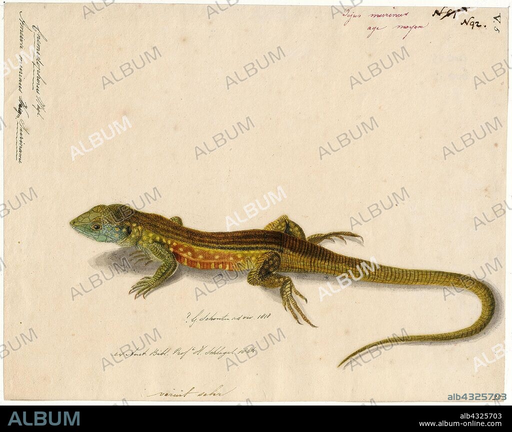 Ameiva murinus, Print, Ameiva, commonly called jungle-runners, is a genus of whiptail lizards that belongs to the family Teiidae., 1818.