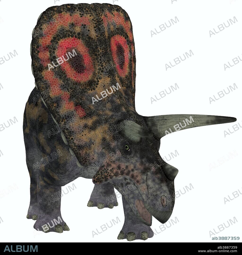 Torosaurus, a herbivorous dinosaur from the Late Cretaceous period. It had the largest skull of any known land animal.