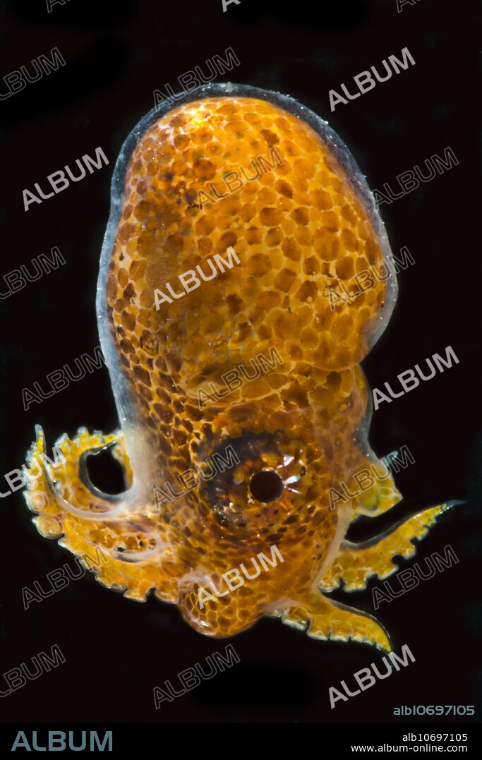 The Paper Nautilus or Argonaut (Argonauta argo) is a cephalopod mollusk that lives in the pelagic environment. Males do not develop the paper shells that the females do and for which this group is named. This individual male was trawled from between 200 meters depth and the surface in the Florida Straits, 2017.