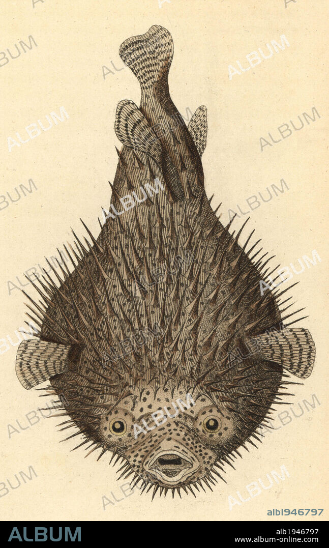 Spot-fin porcupinefish, Diodon hystrix. Illustration signed N (Frederick Nodder).. Handcolored copperplate engraving from George Shaw and Frederick Nodder's "The Naturalist's Miscellany" 1793.. Frederick Polydore Nodder (1751~1801?) was a gifted natural history artist and engraver. Nodder honed his draftsmanship working on Captain Cook and Joseph Banks' Florilegium and engraving Sydney Parkinson's sketches of Australian plants. He was made "botanic painter to her majesty" Queen Charlotte in 1785. Nodder also drew the botanical studies in Thomas Martyn's Flora Rustica (1792) and 38 Plates (1799). Most of the 1,064 illustrations of animals, birds, insects, crustaceans, fishes, marine life and microscopic creatures for the Naturalist's Miscellany were drawn, engraved and published by Frederick Nodder's family. Frederick himself drew and engraved many of the copperplates until his death. His wife Elizabeth is credited as publisher on the volumes after 1801. Their son Richard Polydore (1774~1823) exhibited at the Royal Academy and became botanic painter to King George III.
