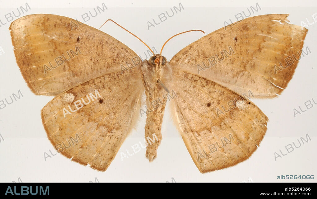 Pinned, El Monje, pres Loja, Ecuador, Ecuador, Microgonia terrosa Dognin, 1900, Animalia, Arthropoda, Insecta, Lepidoptera, Geometridae, Ennominae.