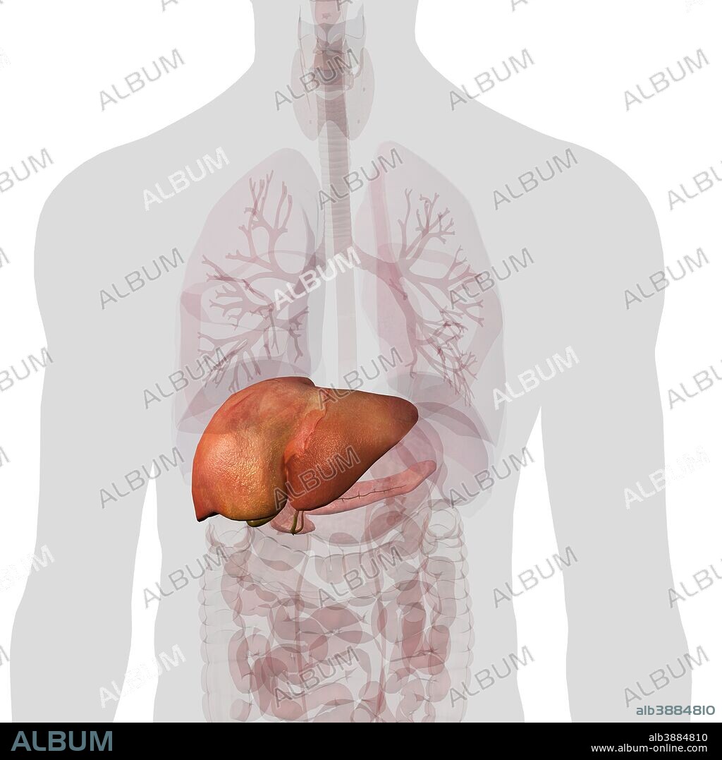 Liver and pancreas isolated within torso on white background.