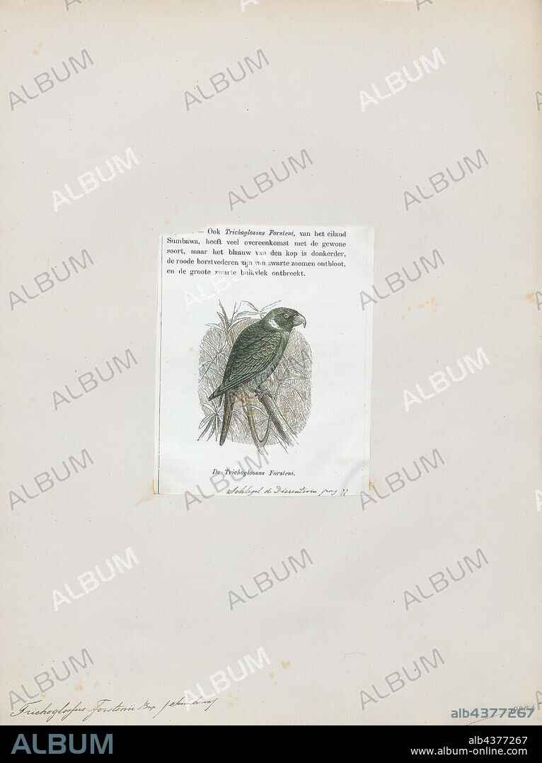 Trichoglossus forsteni, Print, The sunset lorikeet (Trichoglossus forsteni), also known as the scarlet-breasted lorikeet or Forsten's lorikeet, is a species of parrot that is endemic to the Indonesian islands of Bali, Lombok, Sumbawa, Tanahjampea (between Sulawesi and Flores), and Kalaotoa (between Sulawesi and Flores). It was previously considered a subspecies of the rainbow lorikeet, but following a review in 1997, it is increasingly treated as a separate species., 1872.