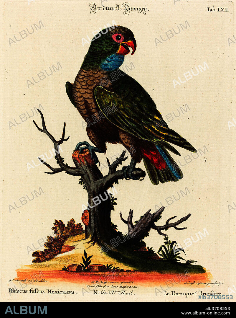 JOHANN SEBASTIAN LEITNER AFTER GEORGE EDWARDS. Parrot (Le Perroquet Brunatre. Pfittacus Fulcus Mexicanus). Medium: hand-colored etching.