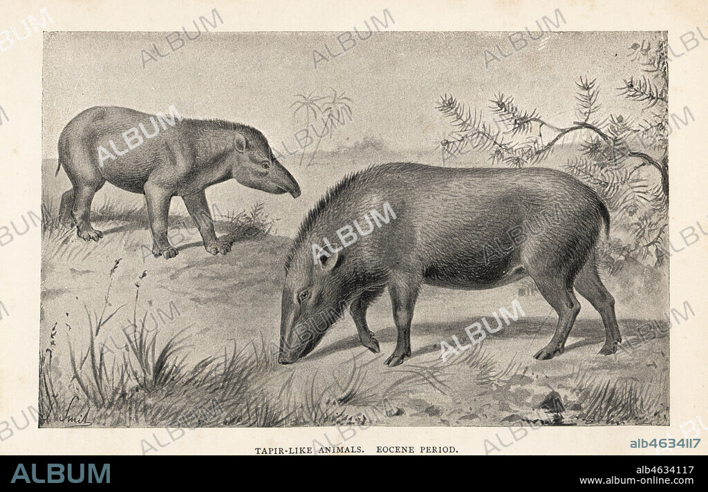 Palaeosyops and Anthracotherium. Tapir-like animals, Eocene Period. Print after an illustration by Joseph Smit from Henry Neville Hutchinsons Creatures of Other Days, Popular Studies in Palaeontology, Chapman and Hall, London, 1896.
