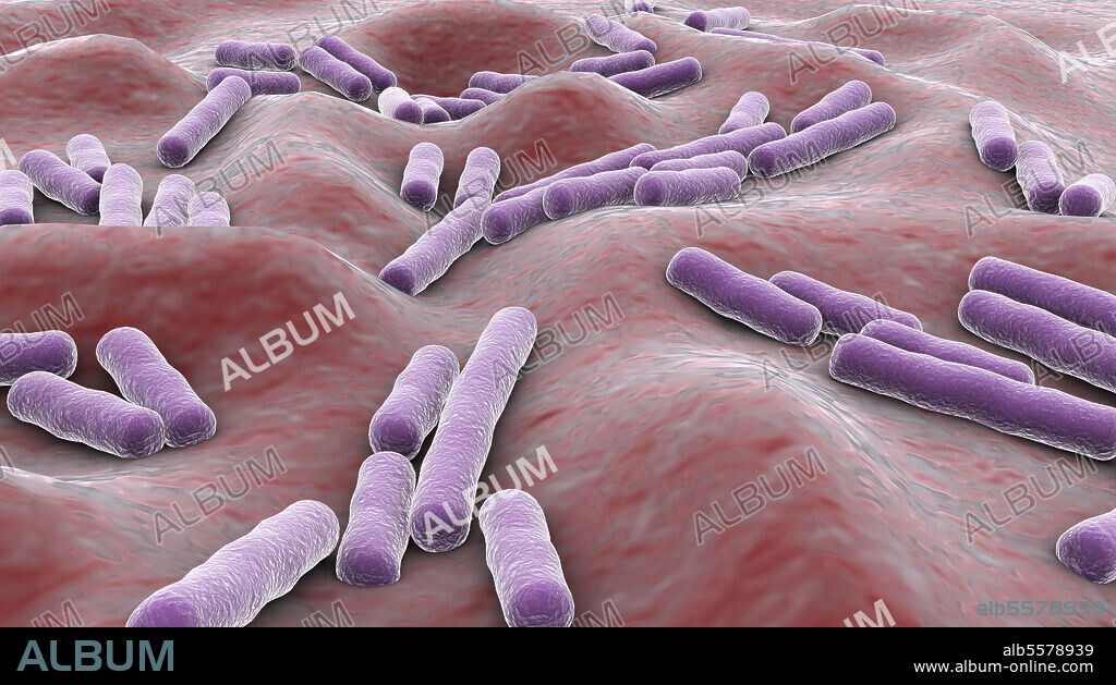 Microscopic view of Clostridium perfringens bacteria inside human body.