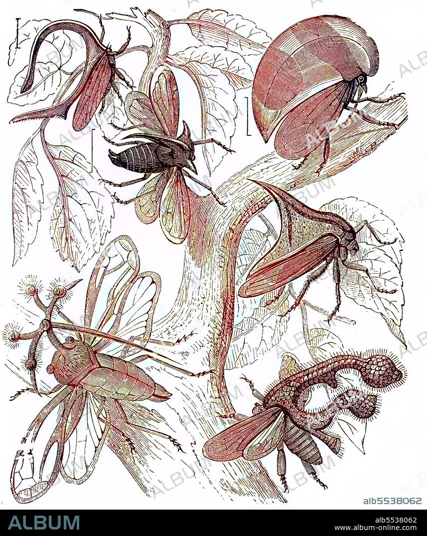 Treehoppers, from the Aetalionidae and thorn bugs are members of the family Membracidae.