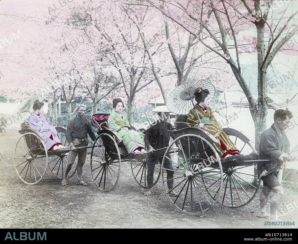 [ 1890s Japan - Three Rickshaws with Women in Kimono ] Three women in kimono and rickshaw pullers (, shafu) wearing conical hats (sugegasa) below cherry blossom. Two of the women carry parasols. 19th century vintage albumen photograph.
