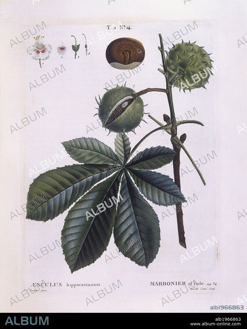 Botany - Sapindaceae - Horse-chestnut or Conker tree (Aesculus hippocastanum). Henry Louis Duhamel du Monceau, botanical plate by Pierre Joseph Redouté.
