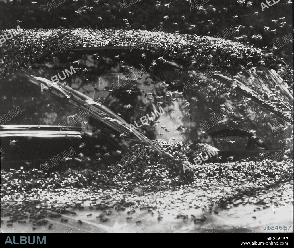 THE SWARM, 1978, directed by IRWIN ALLEN. Copyright WARNER BROTHERS.