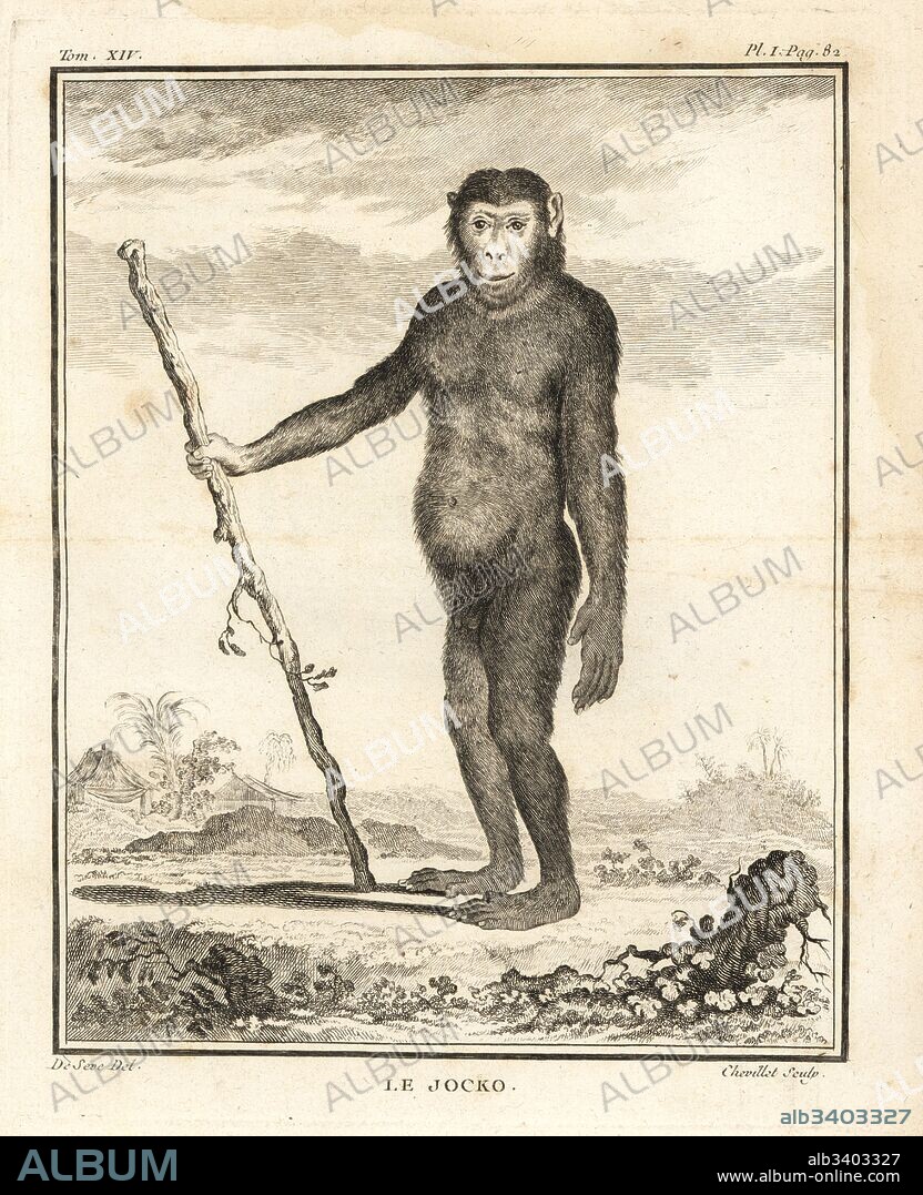 Chimpanzee, Pan troglodytes. Le Jocko. Endangered. Copperplate engraving by Chevillet after an illustration by Jacques de Seve from Georges-Louis Leclerc, Comte de Buffon's Histoire Naturelle, Imprimerie Royale, Paris, 1766.