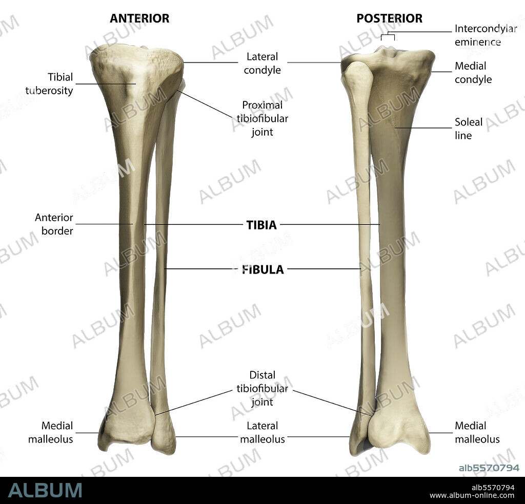 Anterior and posterior view of the tibia and fibula with labeling.